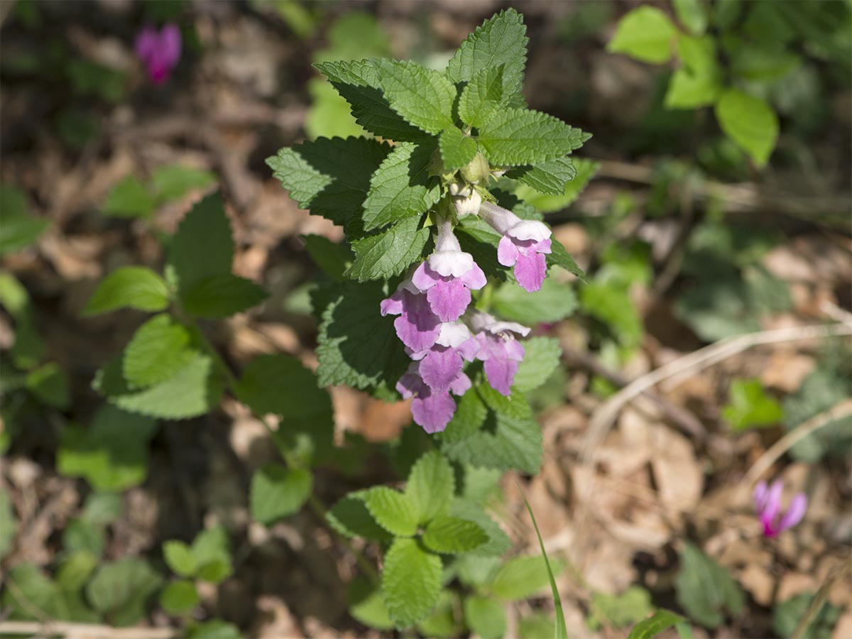 Melittis melissophyllum